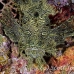 rhinopias_lacy_crci_mb_h_0355_png3288.jpg
